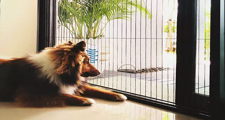 Sliding Screen Pet Door Repair in Plantation, FL