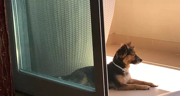 French Door Pet Screen Repair in Plantation, FL